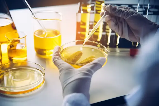 A person holding a petri dish in front of some jars.